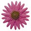 Forma silikonowa – Gerbera II