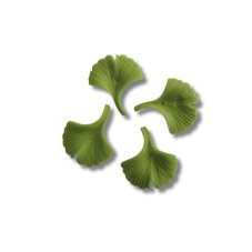 Silikónová formička – Listy Ginkgo biloba (78x72 mm)
